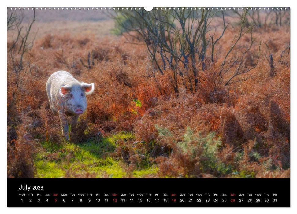 New Forest Hampshire (CALVENDO Premium-Calendar 2026)
