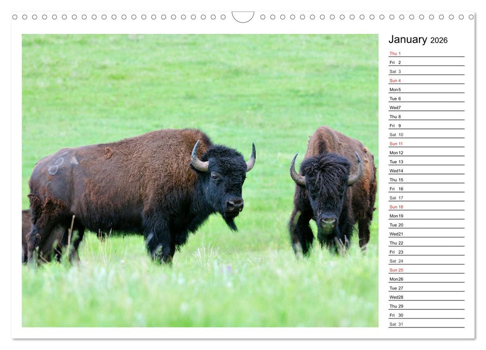 Bisons of North America (CALVENDO Monthly Calendar 2026)