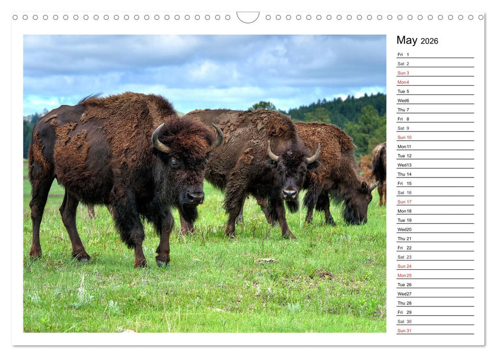 Bisons of North America (CALVENDO Monthly Calendar 2026)