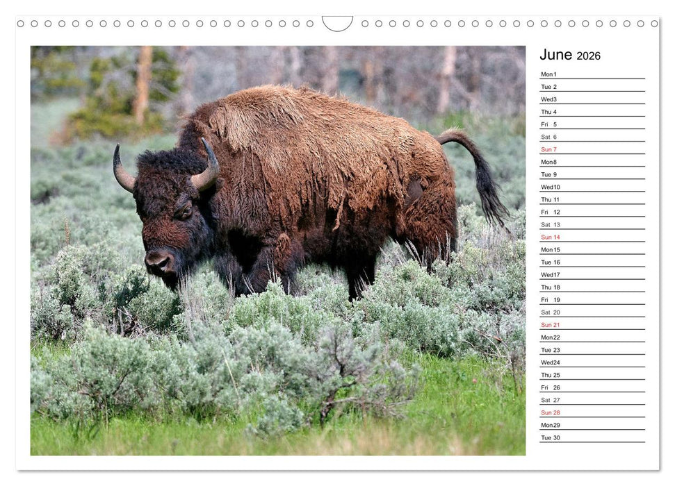 Bisons of North America (CALVENDO Monthly Calendar 2026)