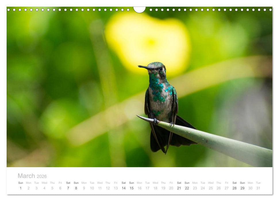 Curacao - Tropical Island (CALVENDO Monthly Calendar 2026)