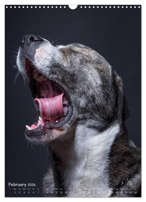 Dogs in Style (CALVENDO Monthly Calendar 2026)