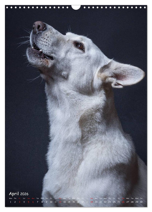 Dogs in Style (CALVENDO Monthly Calendar 2026)
