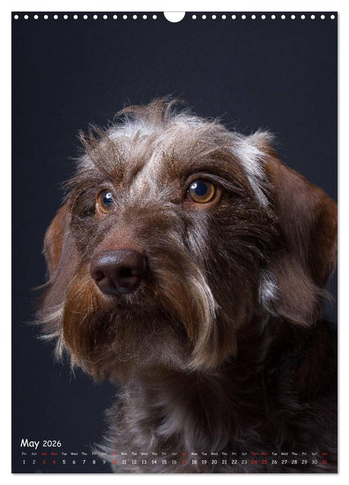 Dogs in Style (CALVENDO Monthly Calendar 2026)