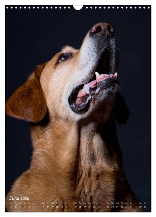 Dogs in Style (CALVENDO Monthly Calendar 2026)
