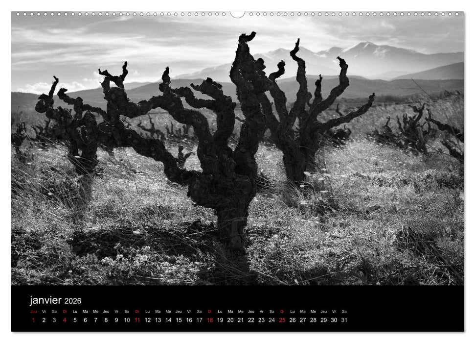 VIGNES DU SUD terroirs d'AOC (CALVENDO Calendrier supérieur 2026)