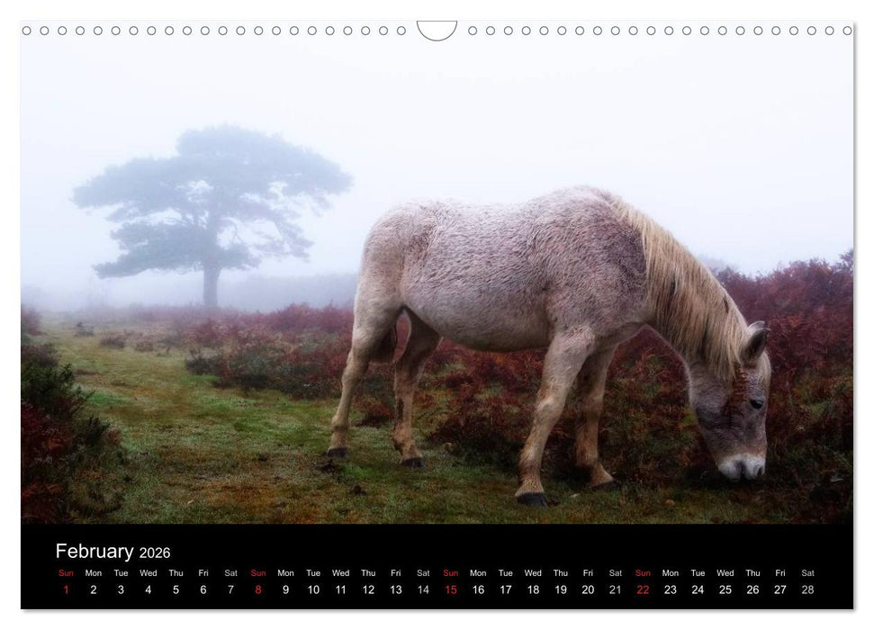 New Forest Hampshire (CALVENDO Monthly Calendar 2026)