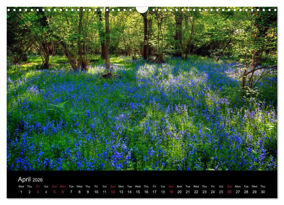 New Forest Hampshire (CALVENDO Monthly Calendar 2026)