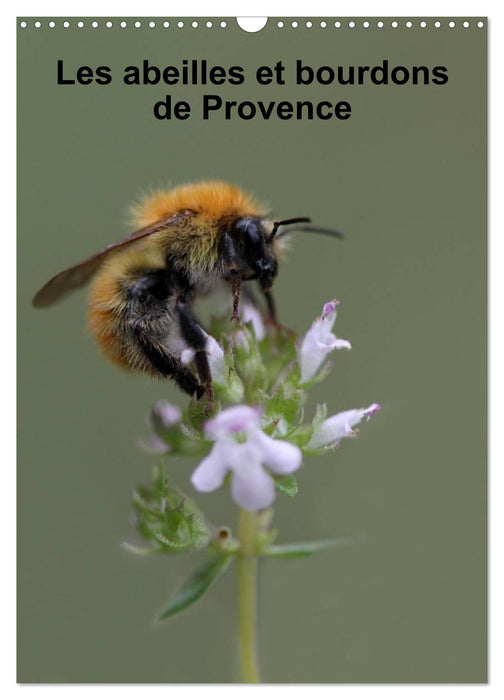 Les abeilles et bourdons de Provence (CALVENDO Calendrier mensuel 2026)