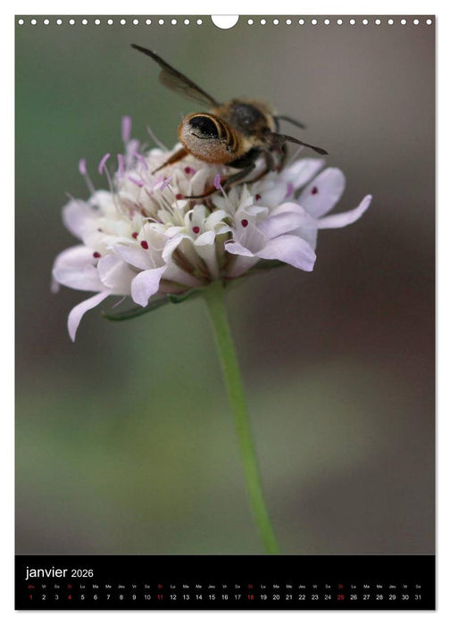 Les abeilles et bourdons de Provence (CALVENDO Calendrier mensuel 2026)