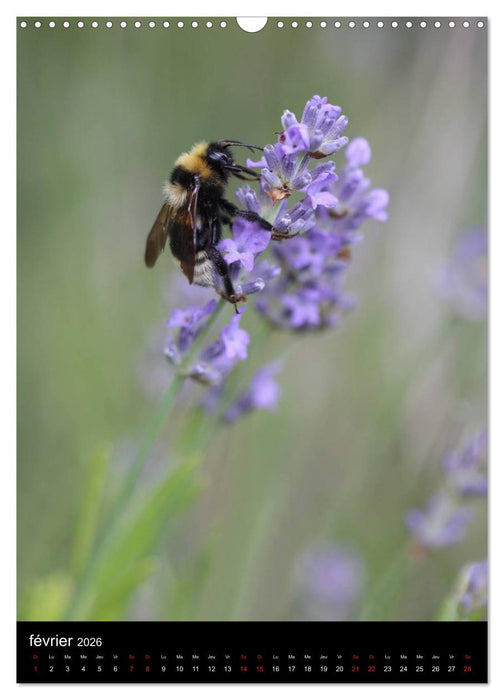 Les abeilles et bourdons de Provence (CALVENDO Calendrier mensuel 2026)