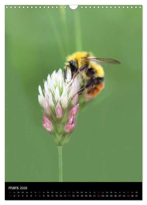 Les abeilles et bourdons de Provence (CALVENDO Calendrier mensuel 2026)