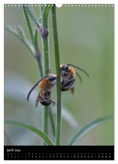 Les abeilles et bourdons de Provence (CALVENDO Calendrier mensuel 2026)