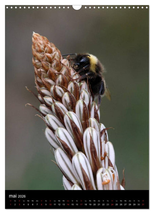 Les abeilles et bourdons de Provence (CALVENDO Calendrier mensuel 2026)