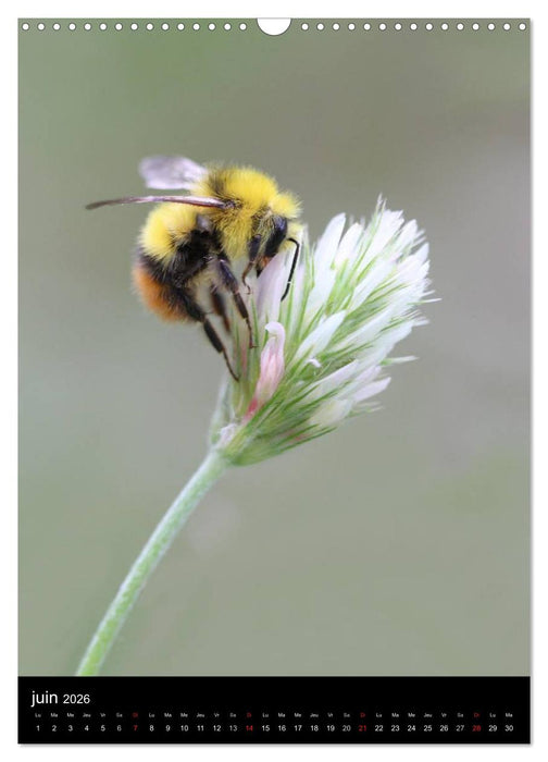 Les abeilles et bourdons de Provence (CALVENDO Calendrier mensuel 2026)