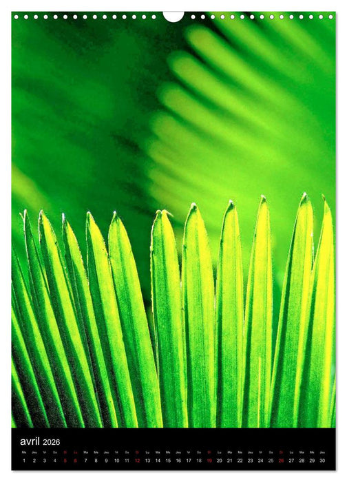 Couleurs Martinique (CALVENDO Calendrier mensuel 2026)