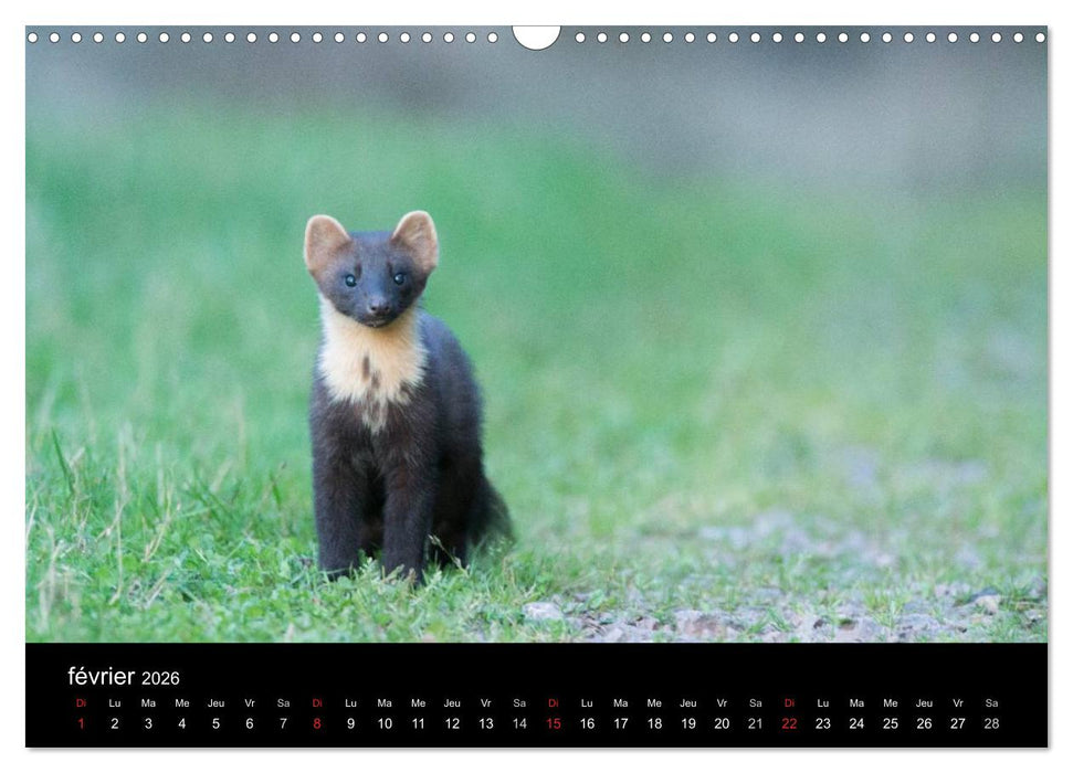 Trésors des Vosges (CALVENDO Calendrier mensuel 2026)