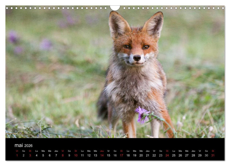 Trésors des Vosges (CALVENDO Calendrier mensuel 2026)