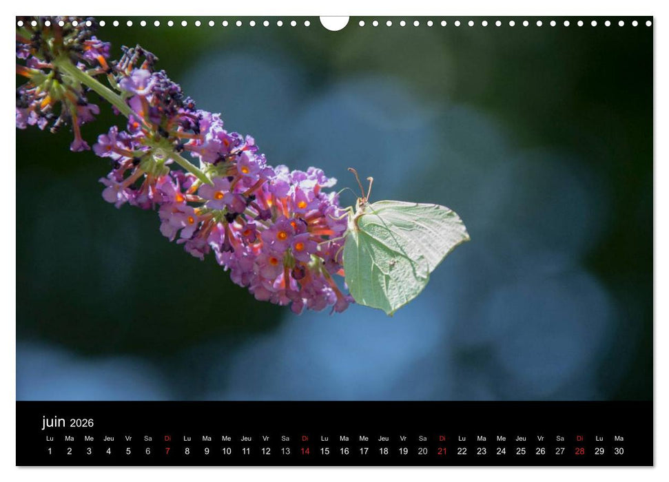 Trésors des Vosges (CALVENDO Calendrier mensuel 2026)