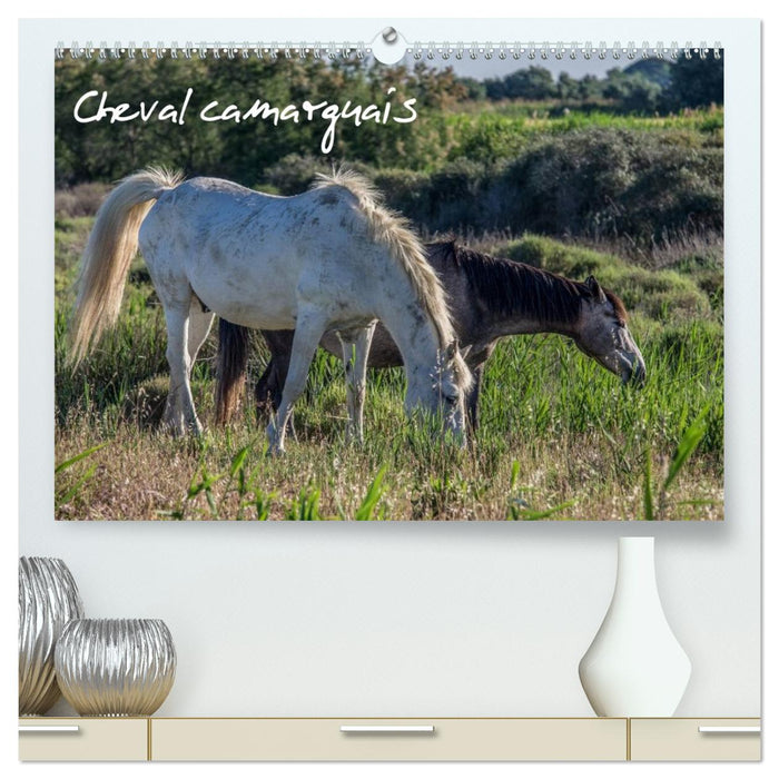 Cheval camarguais (CALVENDO Calendrier supérieur 2026)