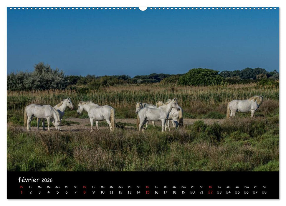 Cheval camarguais (CALVENDO Calendrier supérieur 2026)