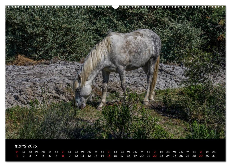 Cheval camarguais (CALVENDO Calendrier supérieur 2026)