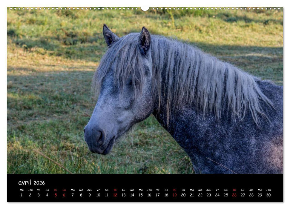 Cheval camarguais (CALVENDO Calendrier supérieur 2026)
