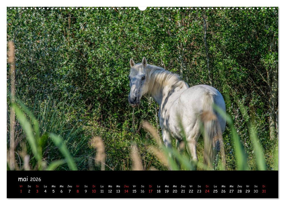 Cheval camarguais (CALVENDO Calendrier supérieur 2026)