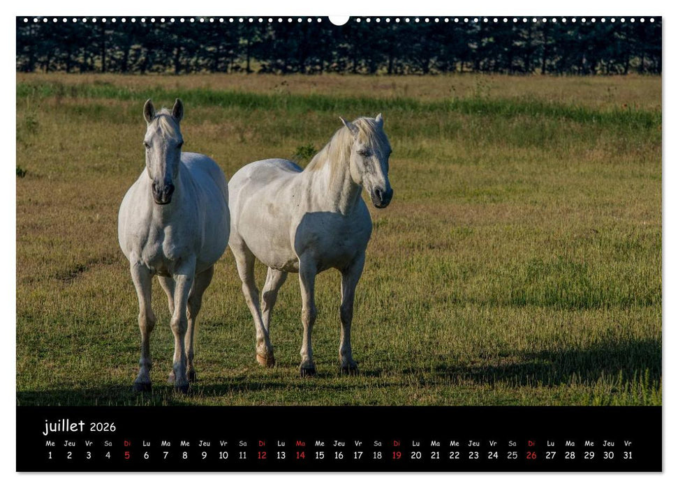Cheval camarguais (CALVENDO Calendrier supérieur 2026)