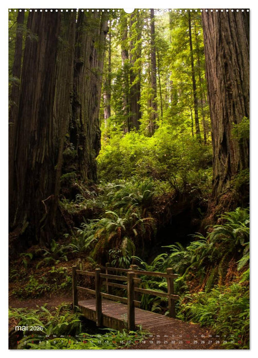 Géants verts de la forêt (CALVENDO Calendrier supérieur 2026)