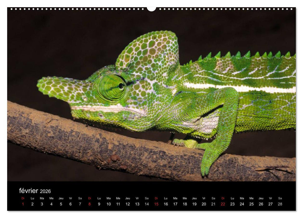 Caméléons - Petits dragons d'Afrique. (CALVENDO Calendrier supérieur 2026)