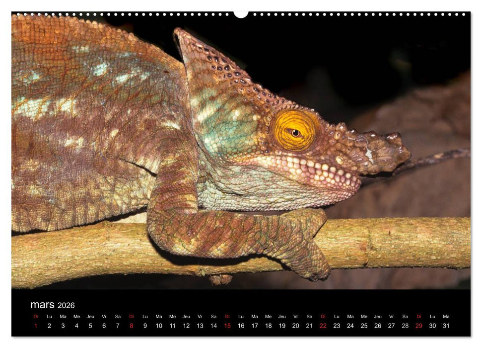 Caméléons - Petits dragons d'Afrique. (CALVENDO Calendrier supérieur 2026)