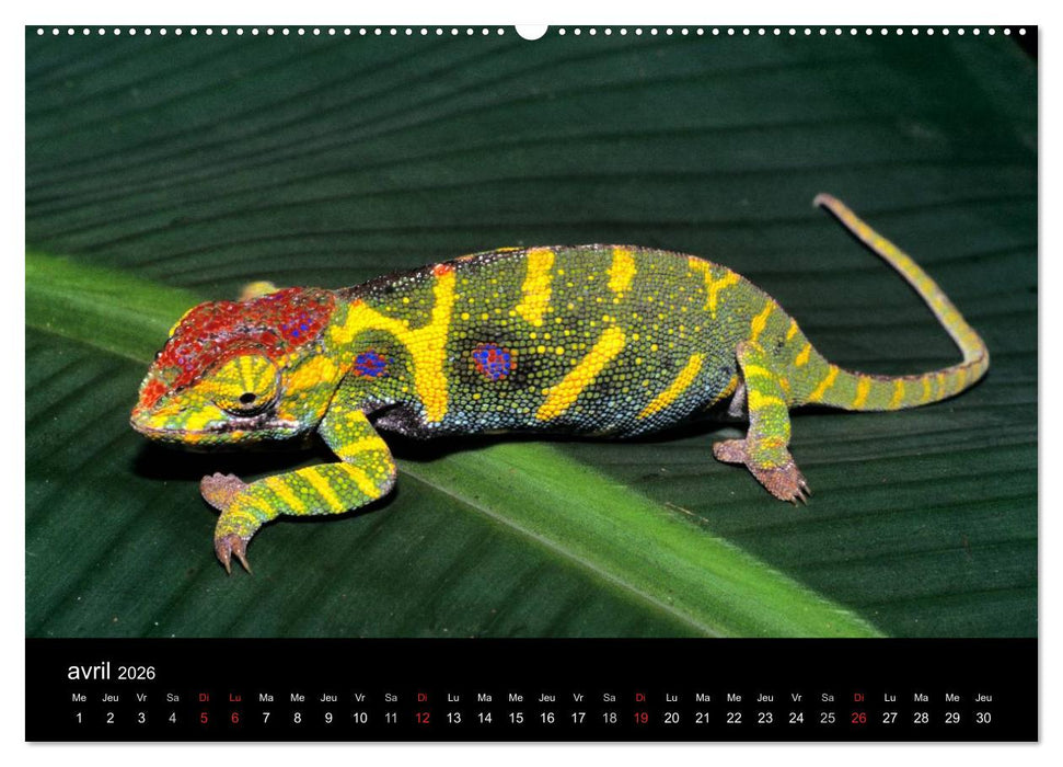 Caméléons - Petits dragons d'Afrique. (CALVENDO Calendrier supérieur 2026)