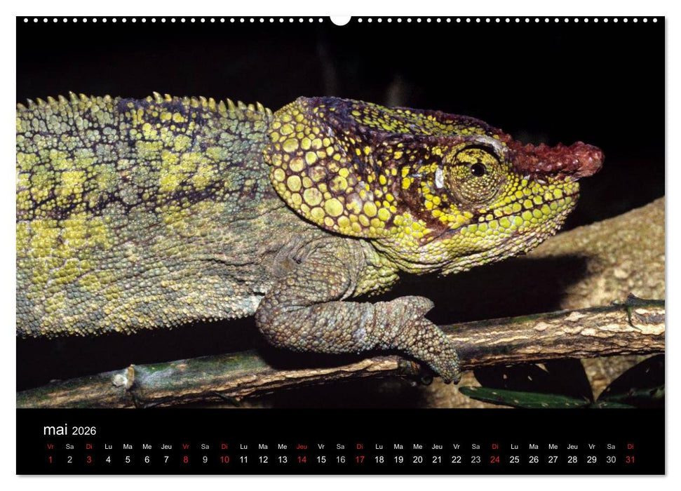 Caméléons - Petits dragons d'Afrique. (CALVENDO Calendrier supérieur 2026)