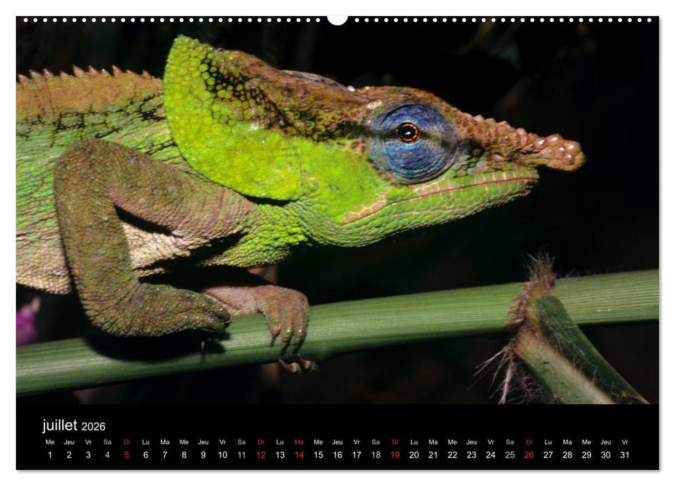 Caméléons - Petits dragons d'Afrique. (CALVENDO Calendrier supérieur 2026)