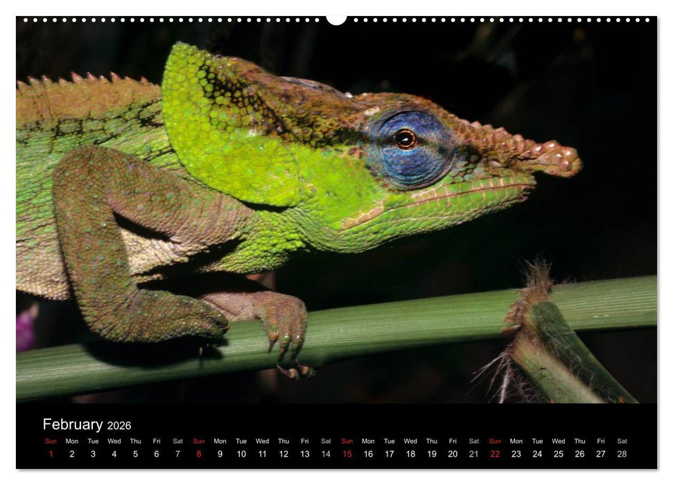 Chameleons Monsters of the African Bush (CALVENDO Premium-Calendar 2026)