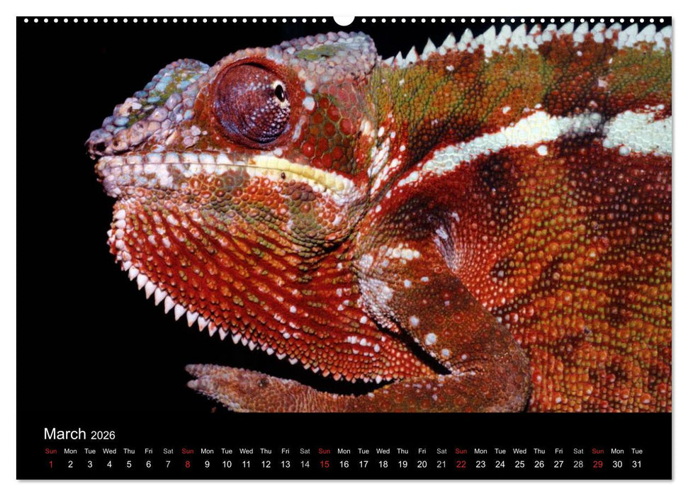 Chameleons Monsters of the African Bush (CALVENDO Premium-Calendar 2026)