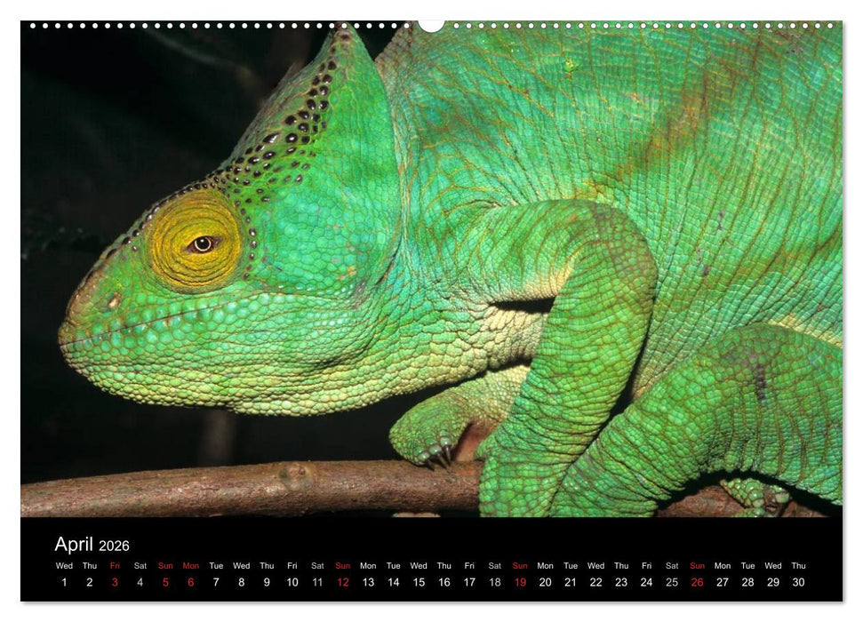 Chameleons Monsters of the African Bush (CALVENDO Premium-Calendar 2026)