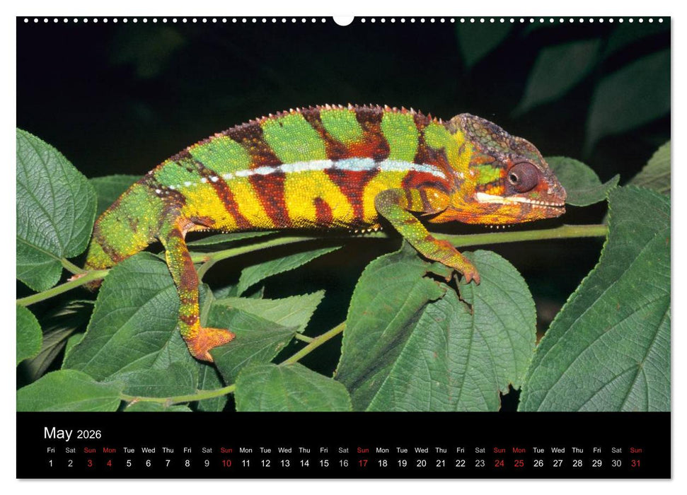 Chameleons Monsters of the African Bush (CALVENDO Premium-Calendar 2026)