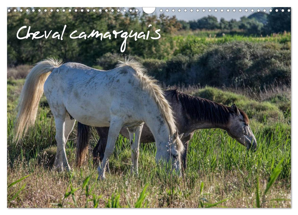 Cheval camarguais (CALVENDO Calendrier mensuel 2026)
