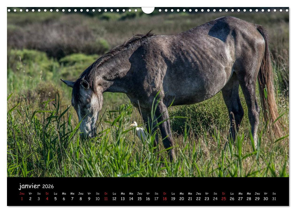 Cheval camarguais (CALVENDO Calendrier mensuel 2026)