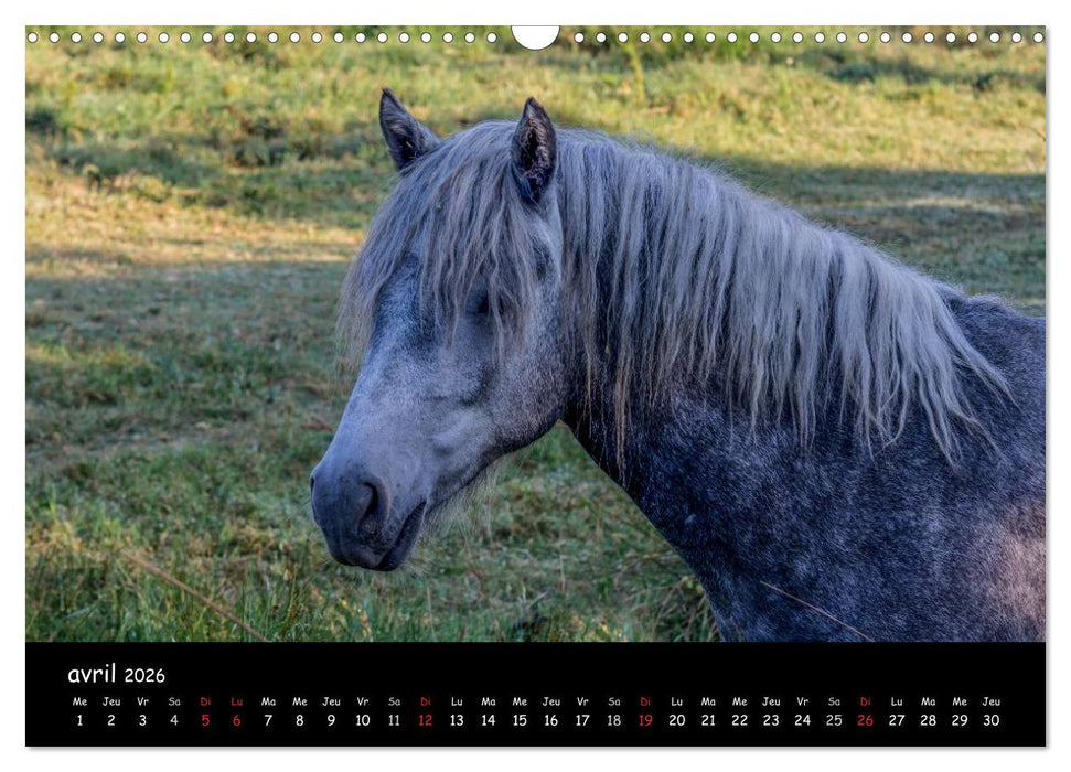 Cheval camarguais (CALVENDO Calendrier mensuel 2026)