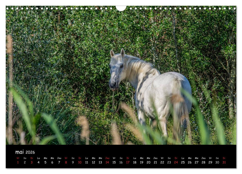 Cheval camarguais (CALVENDO Calendrier mensuel 2026)