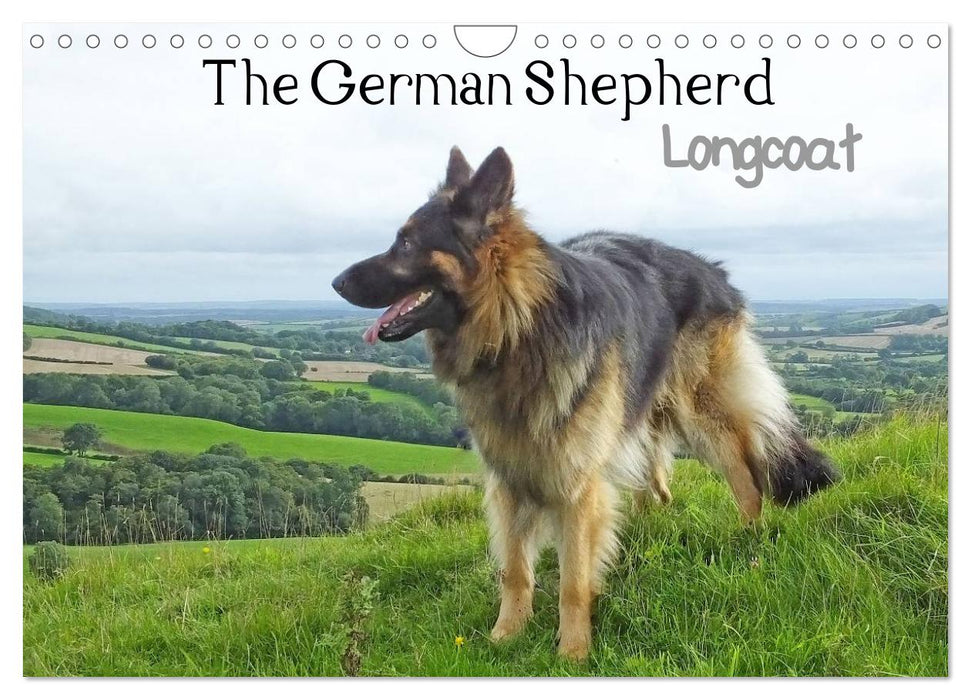 The German Shepherd Longcoat (CALVENDO Monthly Calendar 2026)