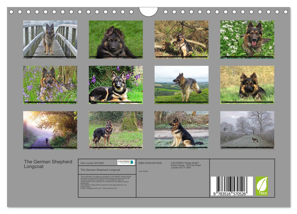 The German Shepherd Longcoat (CALVENDO Monthly Calendar 2026)