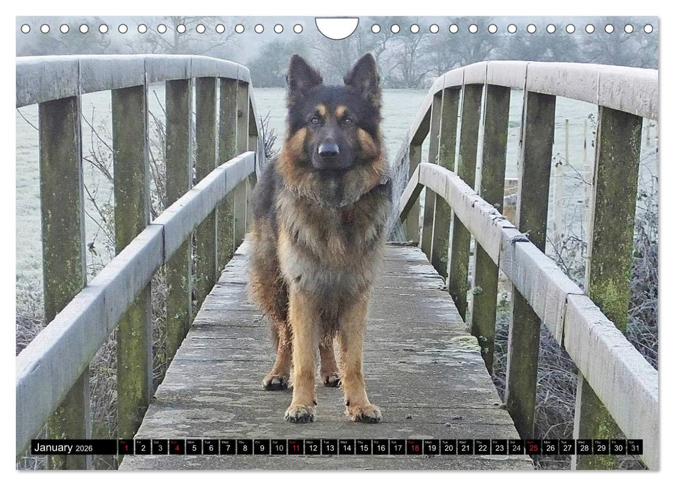 The German Shepherd Longcoat (CALVENDO Monthly Calendar 2026)