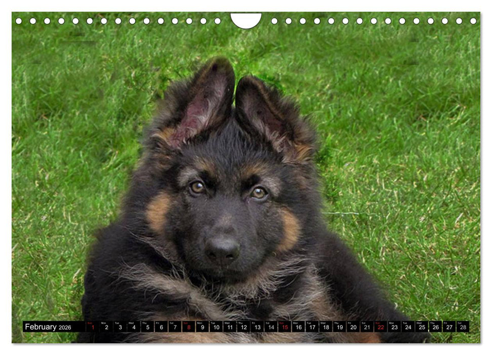 The German Shepherd Longcoat (CALVENDO Monthly Calendar 2026)
