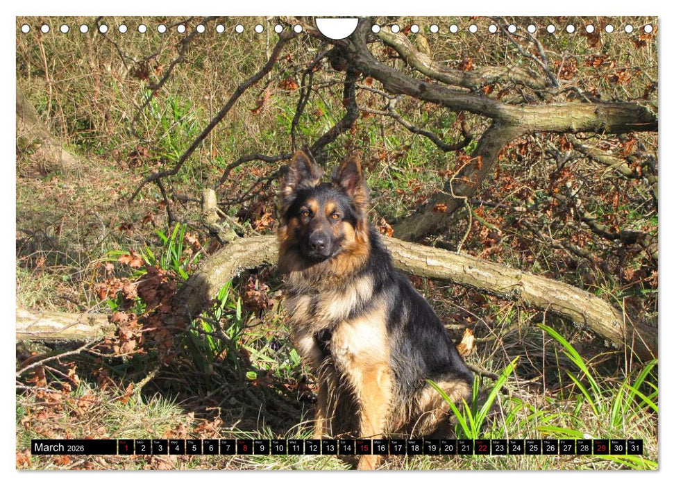 The German Shepherd Longcoat (CALVENDO Monthly Calendar 2026)