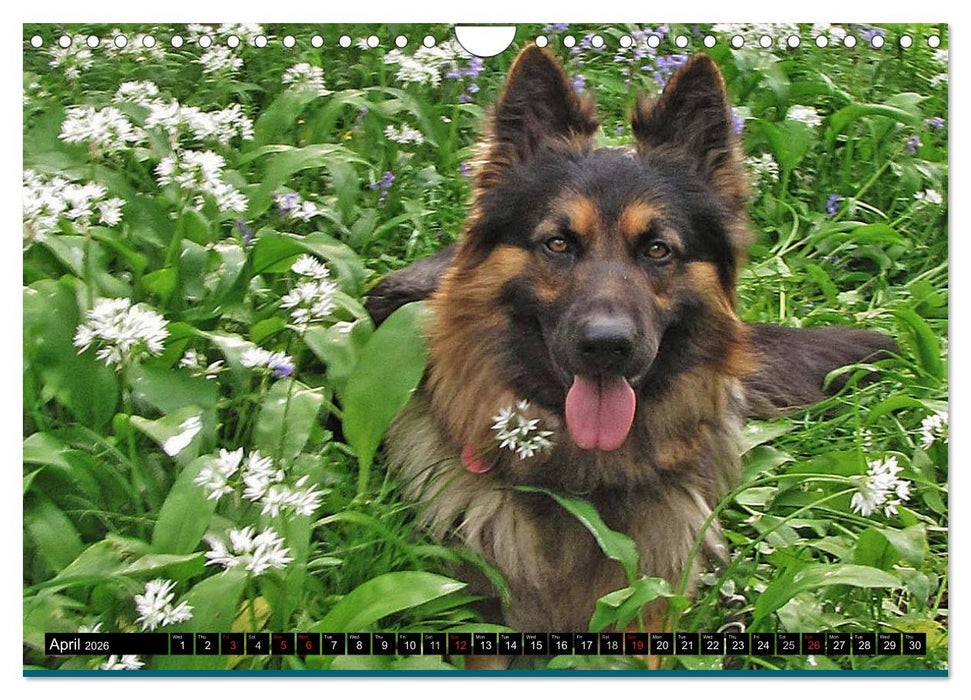 The German Shepherd Longcoat (CALVENDO Monthly Calendar 2026)