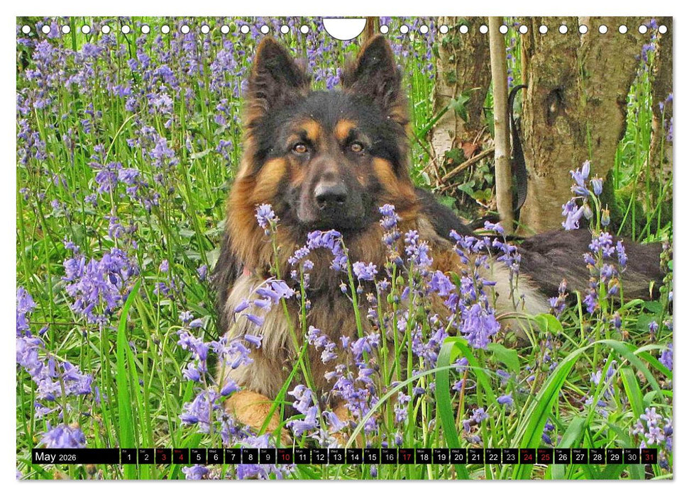 The German Shepherd Longcoat (CALVENDO Monthly Calendar 2026)